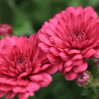 4 Bunga yang Dapat Meningkatkan Kesehatan Mental. Sumber: Kompas.com